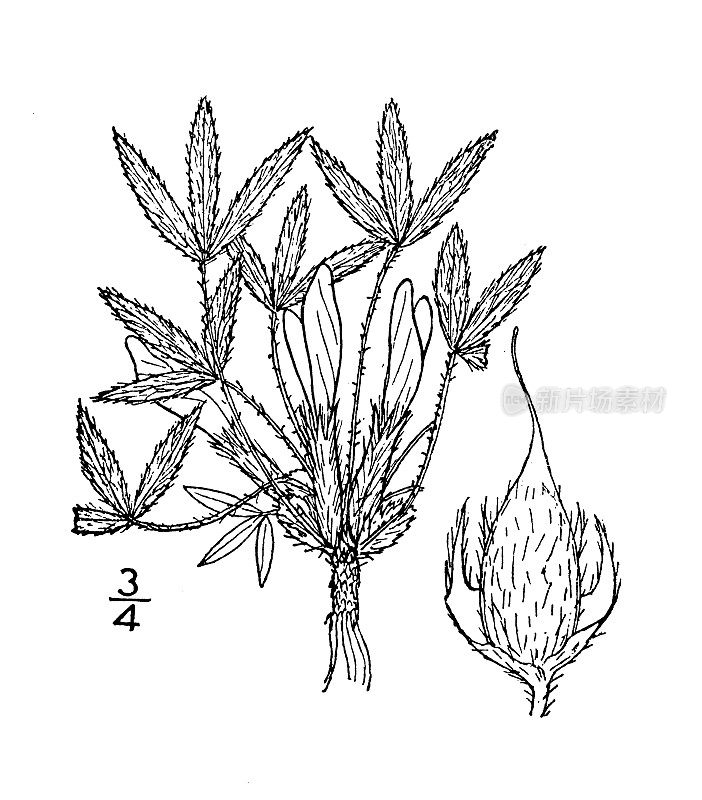 古植物学植物插图:Orophaca caespitosa，无梗花野豌豆